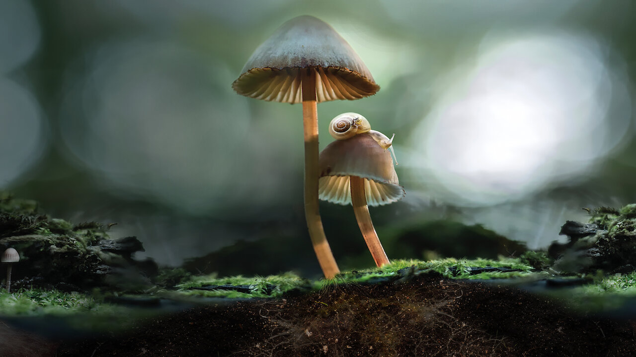 Telah Ada Film Khusus Jamur Dengan Keunikannya Di The Wonderful Fungi