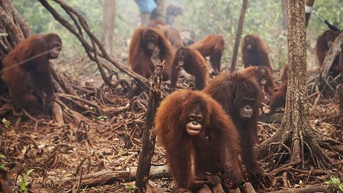 Orangutan punah jika kebakaran hutan masih terjadi