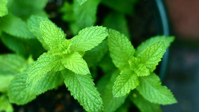 Jenis-jenis tanaman herbal yang bisa kurangi sakit leher